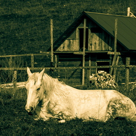 Сон полуденный коня белого